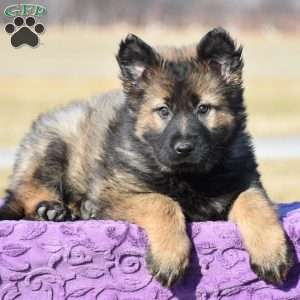 Joy, German Shepherd Puppy